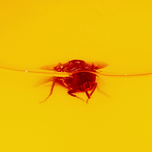 The Gift - Frenzy For The Thrill (Yellow Black Vinyl) PRE-ORDER - Out 1/15/26